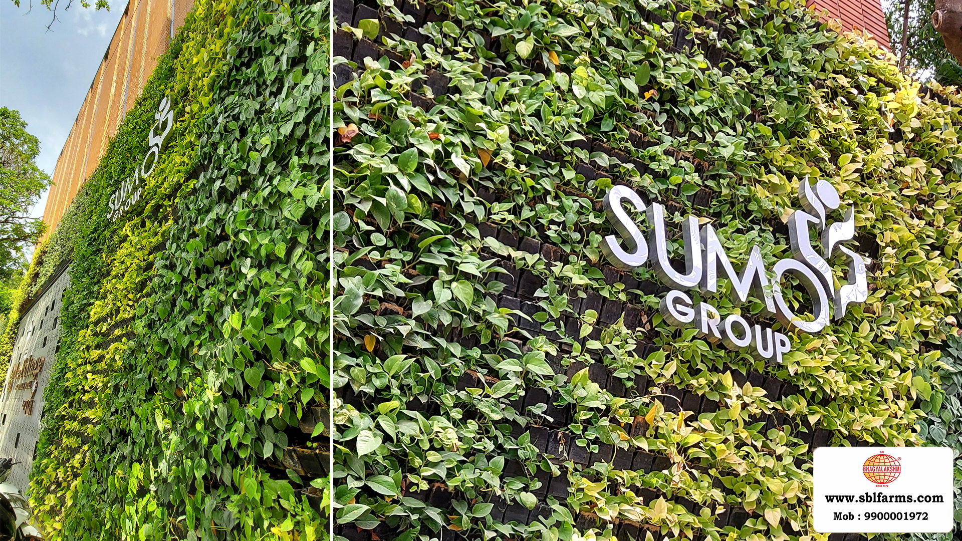 Sbl Farms Green walls and Living walls, Vertical Garden, Bio Curtains,Green wall or vertical garden installed  for Le Foliage hotel Sumo Group  in JP Nagar Bangalore from Sri bhagyalakshmi Farms